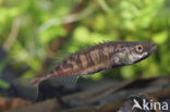 Ninespine Stickleback (Pungitius pungitius)