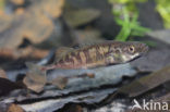 Ninespine Stickleback (Pungitius pungitius)