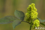 Trosvlier (Sambucus racemosa)