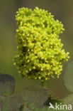 scarlet elderberry (Sambucus racemosa)