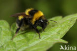 Tuinhommel (Bombus hortorum)