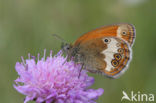 Tweekleurig hooibeestje (Coenonympha arcania) 