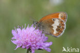 Tweekleurig hooibeestje (Coenonympha arcania) 