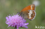 Tweekleurig hooibeestje (Coenonympha arcania) 