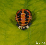 Tweestippelig lieveheersbeestje (Adalia bipunctata)