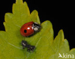 2 spot Ladybird