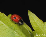 Tweestippelig lieveheersbeestje (Adalia bipunctata)