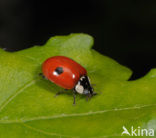 Tweestippelig lieveheersbeestje (Adalia bipunctata)