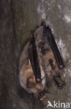 Vale vleermuis (Myotis myotis) 