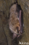 Vale vleermuis (Myotis myotis) 