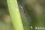 Variable Damselfly (Coenagrion pulchellum)