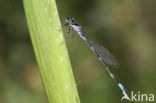 Variabele waterjuffer (Coenagrion pulchellum)