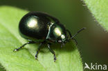 Chrysolina varians