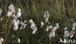 Common Cottongrass (Eriophorum angustifolium)