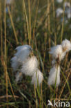 Veenpluis (Eriophorum angustifolium)