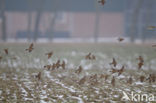 Veldleeuwerik (Alauda arvensis) 