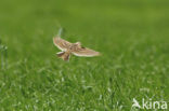 Sky Lark (Alauda arvensis)