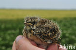 Veldleeuwerik (Alauda arvensis) 