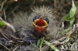 Veldleeuwerik (Alauda arvensis) 