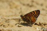 Veldparelmoervlinder (Melitaea cinxia) 