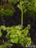 Venus fly trap (Dionaea muscipula) 