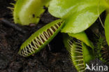 Venus fly trap (Dionaea muscipula) 