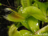 Venus vliegenval (Dionaea muscipula) 