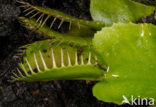 Venus fly trap (Dionaea muscipula) 