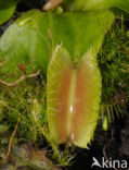 Venus fly trap (Dionaea muscipula) 