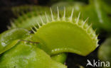 Venus fly trap (Dionaea muscipula) 