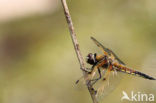 Viervlek (Libellula quadrimaculata)