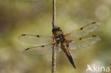 Viervlek (Libellula quadrimaculata)