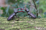 Vliegend hert (Lucanus cervus)