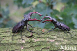 Vliegend hert (Lucanus cervus)