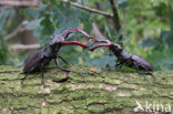 Vliegend hert (Lucanus cervus)