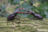 Vliegend hert (Lucanus cervus)