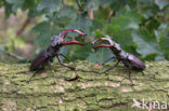 Vliegend hert (Lucanus cervus)