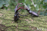 Vliegend hert (Lucanus cervus)