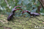 Vliegend hert (Lucanus cervus)