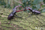 Vliegend hert (Lucanus cervus)