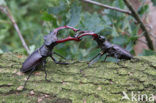 Vliegend hert (Lucanus cervus)