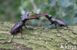 Vliegend hert (Lucanus cervus)