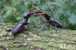 Vliegend hert (Lucanus cervus)