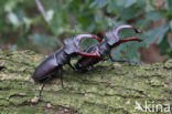 Vliegend hert (Lucanus cervus)