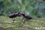 Vliegend hert (Lucanus cervus)