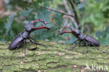 Vliegend hert (Lucanus cervus)