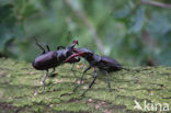 Vliegend hert (Lucanus cervus)