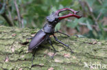 Vliegend hert (Lucanus cervus)