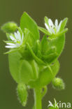 Vogelmuur (Stellaria media)