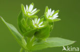 Chickweed (Stellaria media)